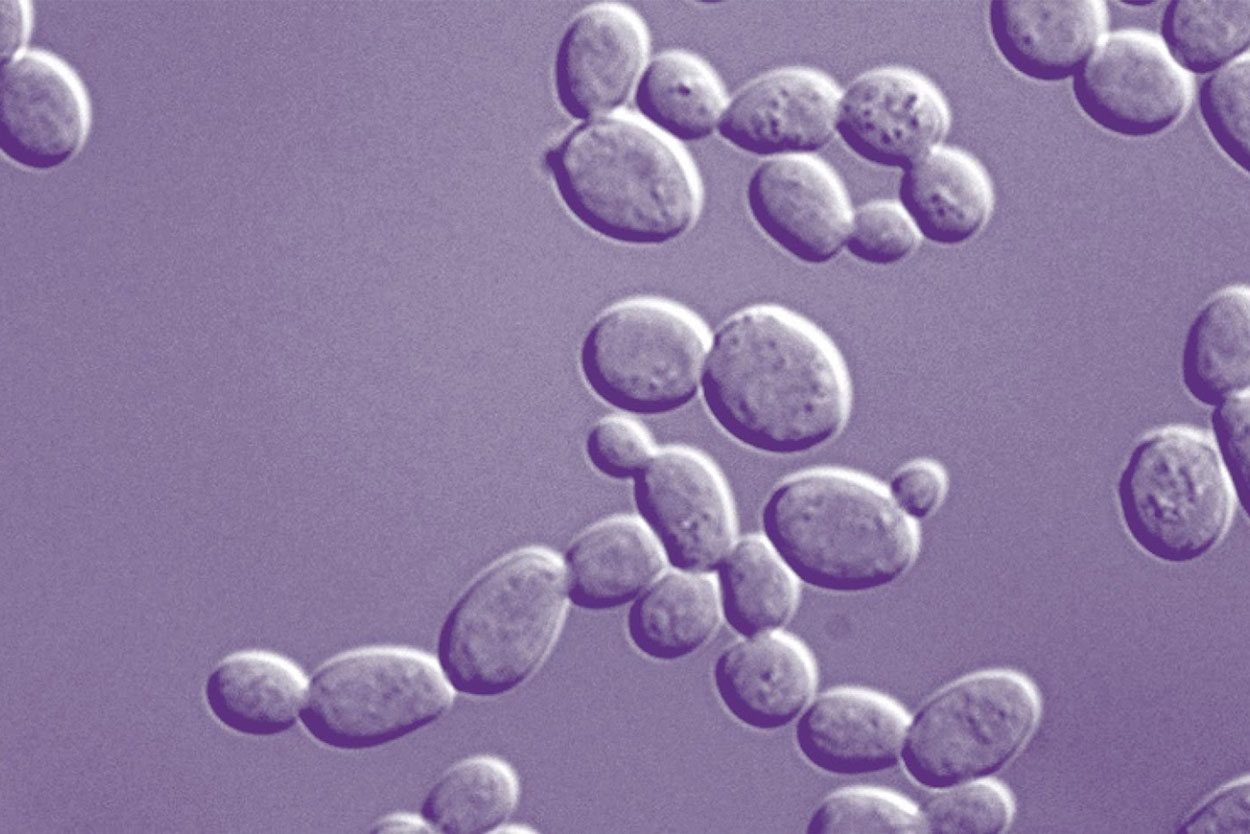 Homogénéisateurs dans la Lyse des Cellules de Levure