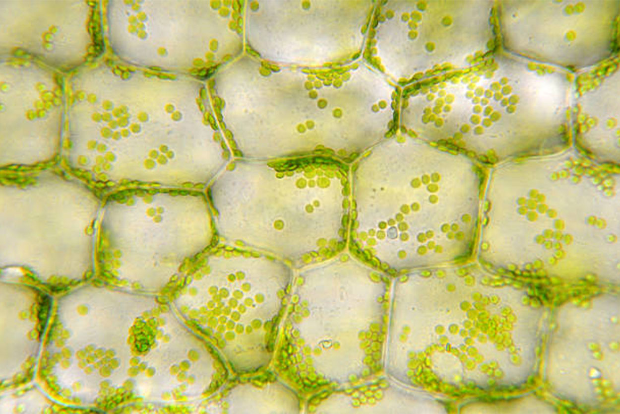 Rôle des Homogénéisateurs en Biotechnologie Végétale